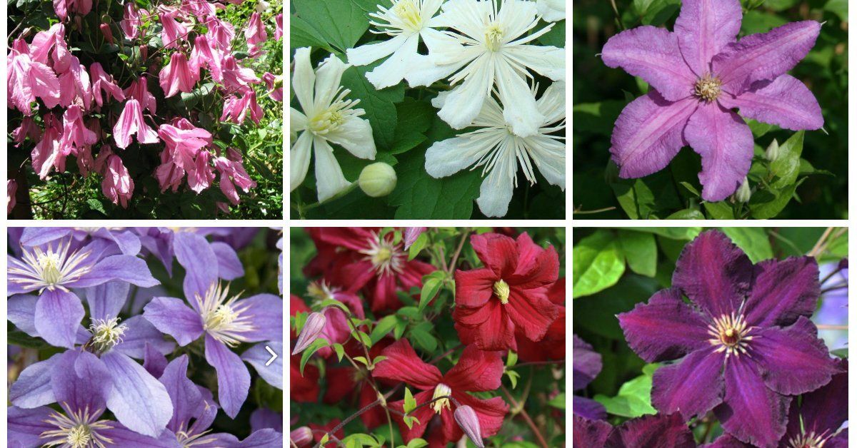 Клематисы Вестерплатте 33 фото описание сорта группа обрезки крупноцветковых клематисов